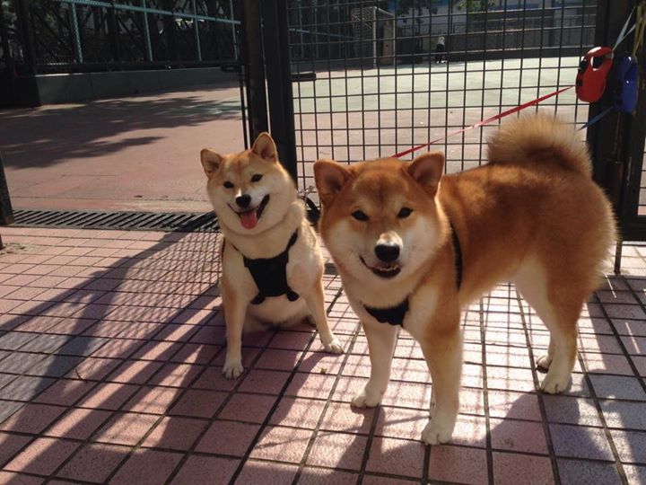 F1引擎轰鸣与篮球巨星闪耀，利拉德如何抢走揭幕战之夜的风头？